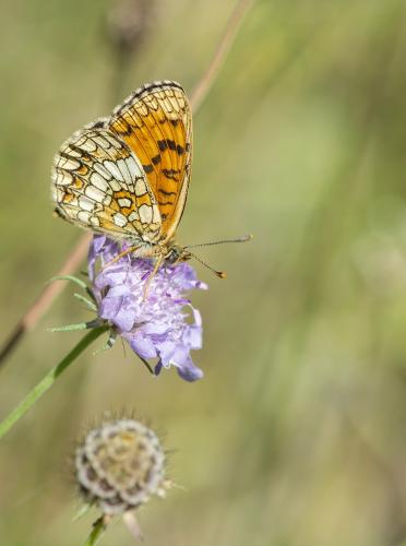Melitaea athalia celadussa